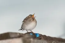 СКРИПЕННЯ ЗУБАМИ У СНІ (БРУКСІЗМ) бруксизму