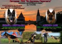 Собаки та цуценята в Білово цуценята