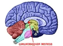 пухлини