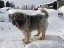 протипоказаний