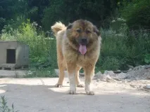 кавказець