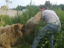 кавказець