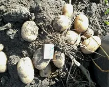 Сорт картоплі Ласунок фото, відгуки, опис, характеристики відгуки