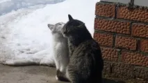 групи