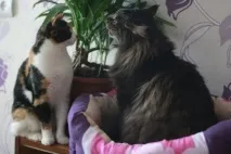 групи