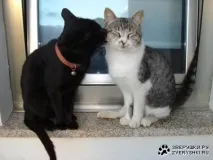 кішки