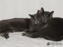 групи