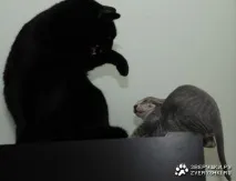 щоденник