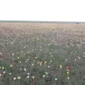 Сценарій свята "Гімн тюльпану" гімн
