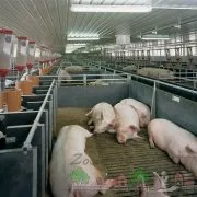 Будівництво свинарника на 100 голів проект та відео свинарника