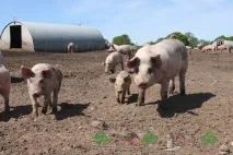 Будівництво свинарника на 100 голів проект та відео голів