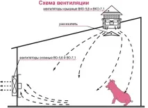 Будівництво свинарника на 100 голів проект та відео відео