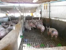 Будівництво свинарника на 100 голів проект та відео проект