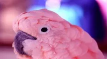 єгипетських