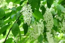 Ти-Поет Вірш - Котячі лапки, Поет Кац Шарлотта пейзажні Ти-Поет котячі