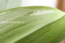 Тест із яблуком для виявлення шкідників орхідей яблуком