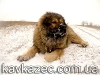 Дивовижні здібності кавказької вівчарки - порятунок та захист вівчарки