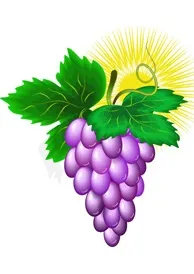 Уроки CorelDraw Гроно винограду - CorelDraw - Програмні продукти гроно