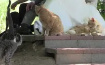 Вуха, лапи, хвіст лапи