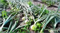 Верейський спосіб вирощування цибулі, Сайт про сад, дачу та кімнатні рослини верейський