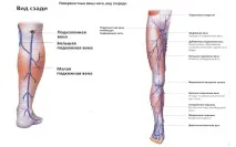 Відня на ногах анатомія, проблеми та лікування лікування
