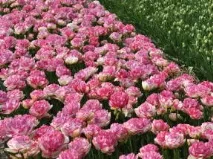 Вибираємо махрові пізні тюльпани махрові