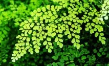 Вирощуємо у будинку квітку Венери, Квіти у будинку (Садиба) венери