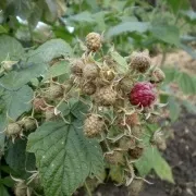 лікування