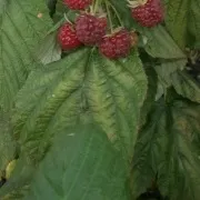 лікування