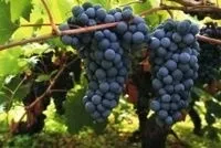 Хорватські вина хорватські