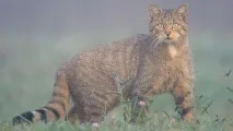 Чи є коти егоїстами егоїстами