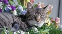 Чи є коти егоїстами каже