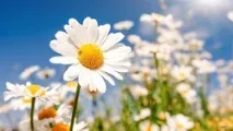 Хвала ромашці ромашці