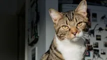 Чи є коти егоїстами коти