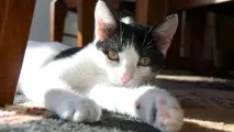 Чи є коти егоїстами коти