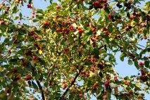 Яблуня Китайка характеристики сорту та вирощування яблуня
