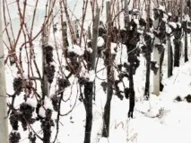 Хорватські вина вина
