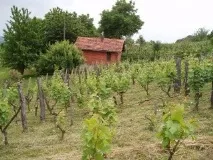 Хорватські вина хорватські