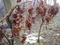 Хорватські вина хорватські
