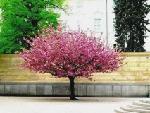 Яблуня Китайка характеристики сорту та вирощування характеристики
