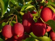 Яблуня Китайка характеристики сорту та вирощування характеристики