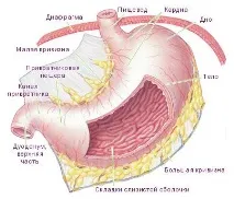 анатомія