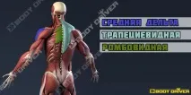 Жим штанги сидячи з грудей перед собою в тренажері смітого фото сидячи