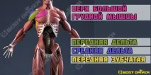 Жим штанги сидячи з грудей перед собою в тренажері смітого фото сидячи