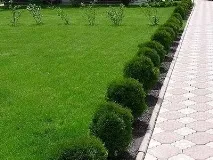 Жива огорожа швидкоросла, багаторічна, вічнозелена швидкоросла