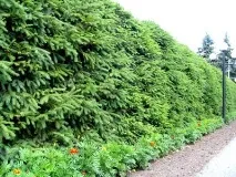 Жива огорожа швидкоросла, багаторічна, вічнозелена огорожа