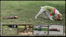 злих