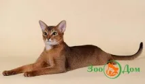 Абіссинська кішка ABY, ЗооДом ‒ Дошка оголошень дошка