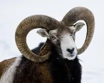 9 менш відомих клонованих тварин - Екологічний дайджест відомих