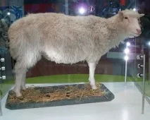 9 менш відомих клонованих тварин - Екологічний дайджест клонованих
